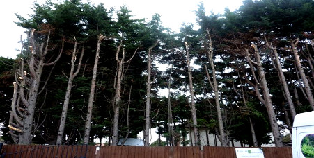 Tree Surgery Ealing W13, W5 London